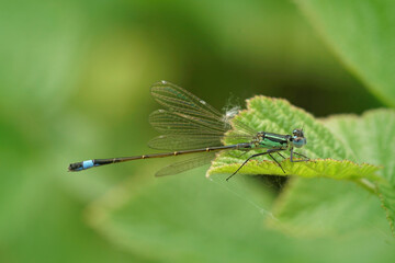 Closeup on a common bluetail damselfly, Ischnura elegans sitting on a green leaf