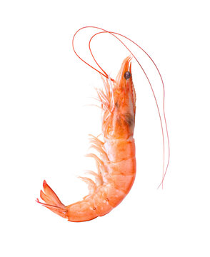 Shrimps isolated on alpha layer_ shrimps png image 