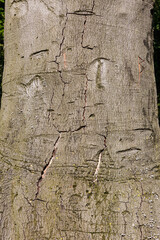 Abstract texture of tree bark