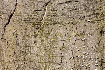 Abstract texture of tree bark