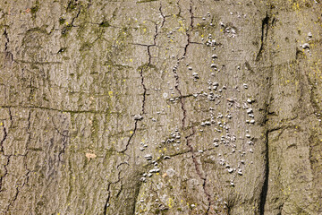 Abstract texture of tree bark