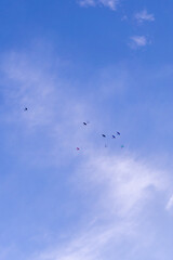 Fototapeta premium Colorful kites flying in the sky. a group of kites flying against blue sky