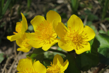 Spring flowering of marsh yellow flowers of terry marsh marigold marsh, other names (mullein, cow lily, common marsh marigolds)