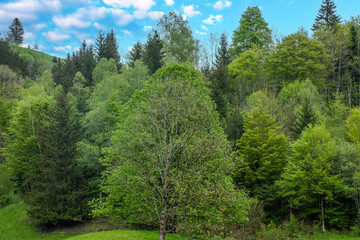 Fototapeta na wymiar Landscape of lush green Black forest view, Germany