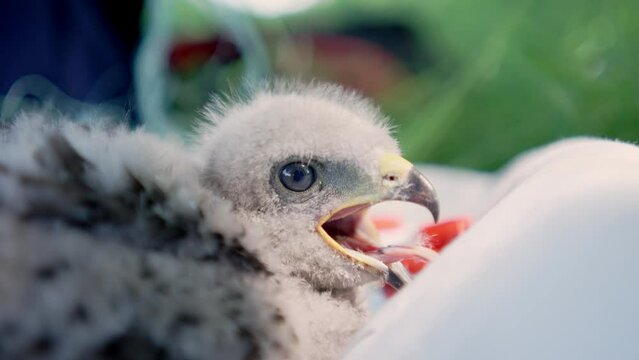 Common Buzzard Chick With Open Beak Showing Its Tongue. - close up