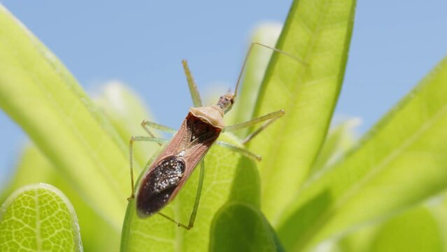 The Zelus renardii bug on green leaves, against a backdrop of blue sky. Macro shot.