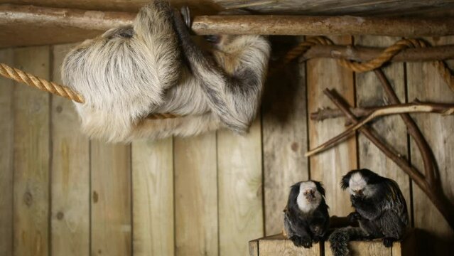 Sloth and Marmosets In A Zoo