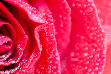 Dew drops on red rose petals
