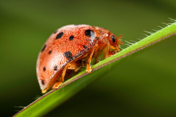 ladybug crawling on grass