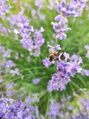 Bee  on lavender close up