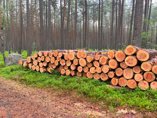 Forest pine and spruce trees. Log trunks pile, the logging timber wood industry.