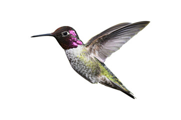 Fototapeta na wymiar hummingbird png image _ hummingbird in isolated white background 