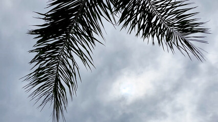 Large branches of a palm tree gently sway in the wind against the background of an overcast evening sky. A backdrop for a summer atmosphere of tranquility and relaxation