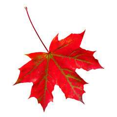 Autumn leaf. Red maple leaf isolated on transparent background.