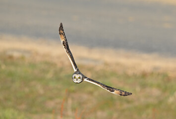 コミミズク飛翔