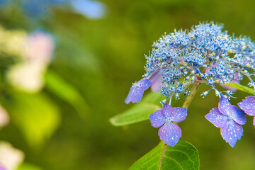 紫陽花
