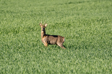 Rehbock
