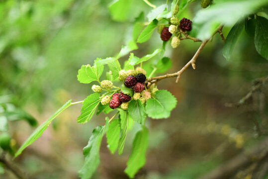 Branch of mulberries , close-up horizontal photo . gardening