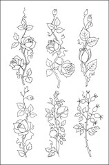 Set of realistic roses . Vector vegetal botanical decorative elements in black and white, contours and different forms and silhouettes of roses, one line painting.