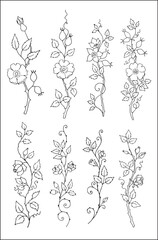 Set of realistic roses . Vector vegetal botanical decorative elements in black and white, contours and different forms and silhouettes of roses, one line painting.
