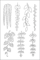 Set of vector vegetal decorative elements, contours of leaves in black and white, different forms of hanging tropical leaves. Vector illustration.