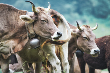 Some cows of the Bergamo alpine breed grazing