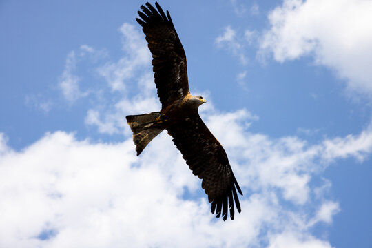 Wei&szlig;kopfseeadler im Flug mit gespreizten Fl&uuml;geln
