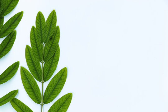 Tree Leaf on a White Canvas - A Photographic Masterpiece!
