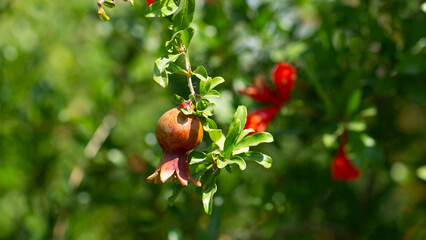 pomegranate fruit in an early stage