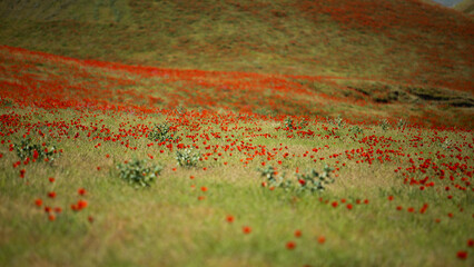 red grass field in the uzbek mountain - obrazy, fototapety, plakaty