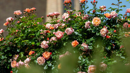 rosa rubiginosa plants in uzbekistan