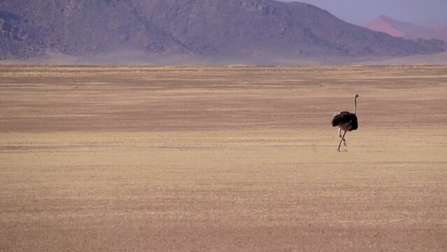 Ostrich running in the Namib desert near Sossusvlei in Namibia in Africa.