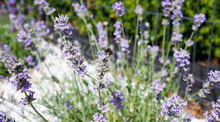 Obraz premium Little bee on the lavender flower in the garden. Lavender flowers.