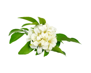 Andaman satinwood transparent png