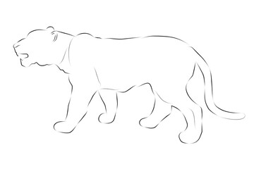 simple vector hand draw sketch tige or big deer, isolated on white