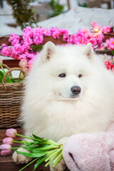 Samoyed dog, white husky, funny fluffy Samoyed dog lies among the spring flowers.