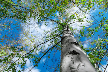 Fototapeta premium Birch with green foliage against the blue sky. Trunk of tree with fresh green foliage