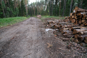 Woodpile of sawn pine logs in the forest