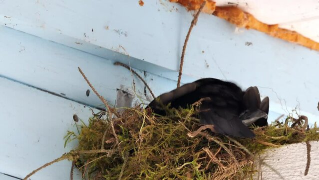 amsel im nest mit plastikm&uuml;ll, turdus merula
