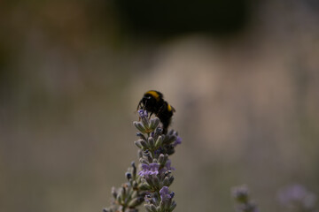 bumblebee on a flower