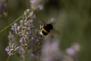 bee on a flower