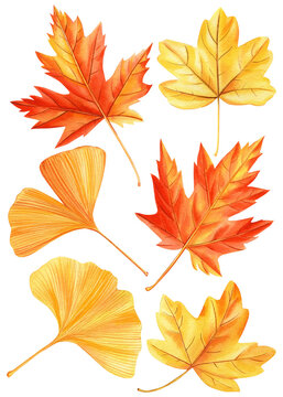 Leaf, watercolor collection of beautiful colorful autumn leaves isolated on white background