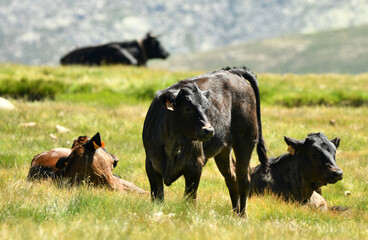 vacas avileñas en la sierra de gredos