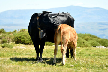 Vacas de raza avileña en la sierra de gredos. Avila.España