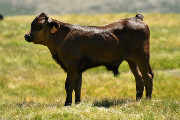 Vacas de raza avileña en la sierra de gredos. Avila.España