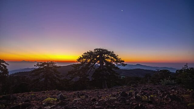 Sunrise seen from the top of Mount Olympos, Cyprus - cedar tree silhouette time lapse