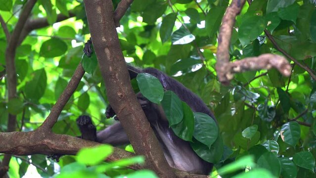 Wild dusky leaf monkey, spectacled langur, trachypithecus obscurus, lounging on treetop, sheltered beneath the green canopy in its natural forest habitat, curiously wondering around the surroundings.