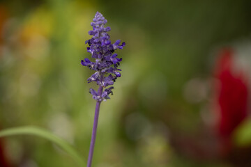 flowers in the garden