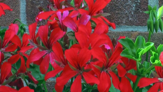 Vivid red geranium flowers moving when blown by the wind in the garden