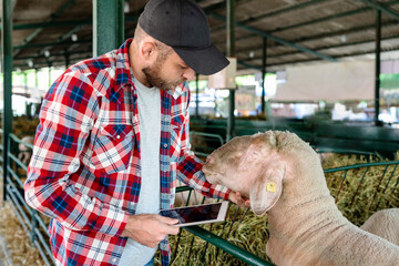 Man farmer visually inspecting sheep at farm using check list in his digital tablet..